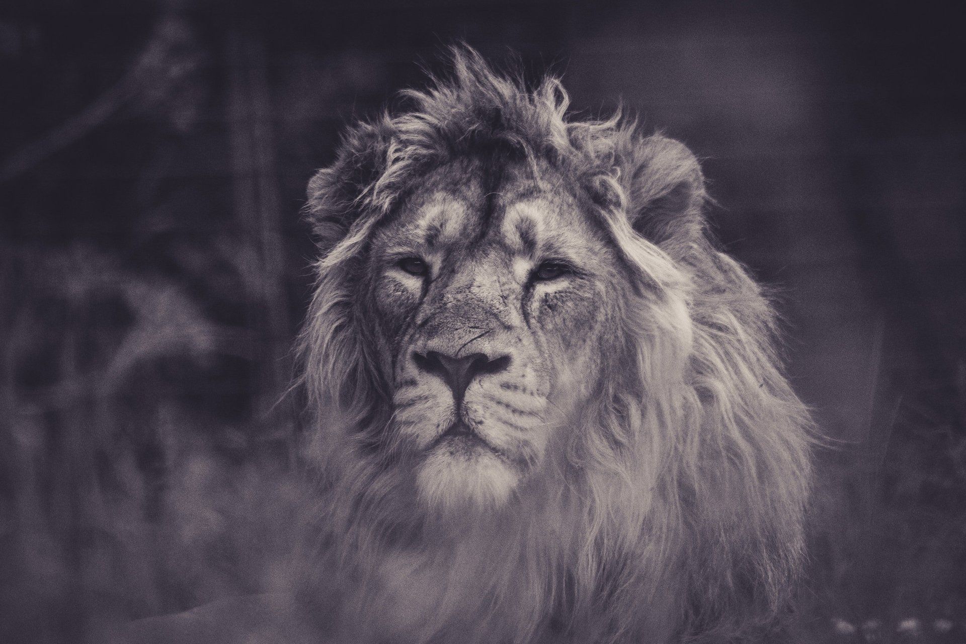 Lion with a thick mane, looking directly at the camera, black and white image.